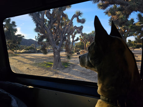 A dog looks out an RV rental window at a sunny Joshua Tree campsite, enjoying the desert landscape.
