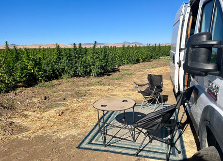 Relaxing by an RV rental, with camping chairs & table beside a field of lush cannabis plants and distant wind farm under clear skies.