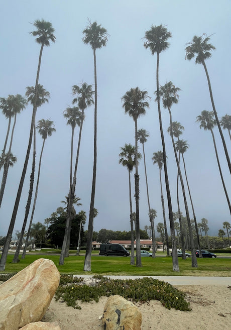 Coastal view with towering palm trees under a hazy sky, featuring a black van (RV rental) on the road.