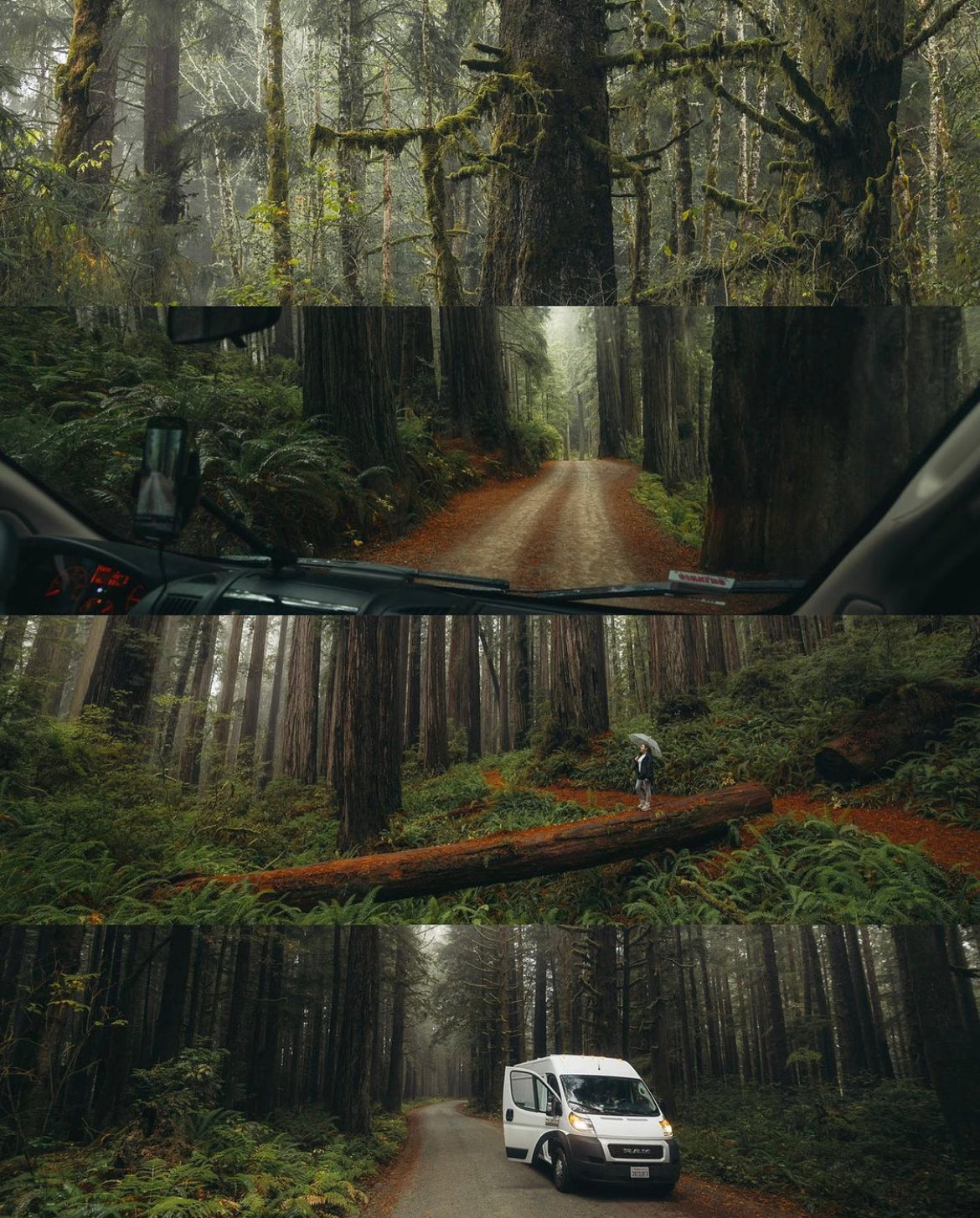 Immerse in misty redwood forests with an RV rental. Photos show dense trees, winding roads, and the van exploring nature.