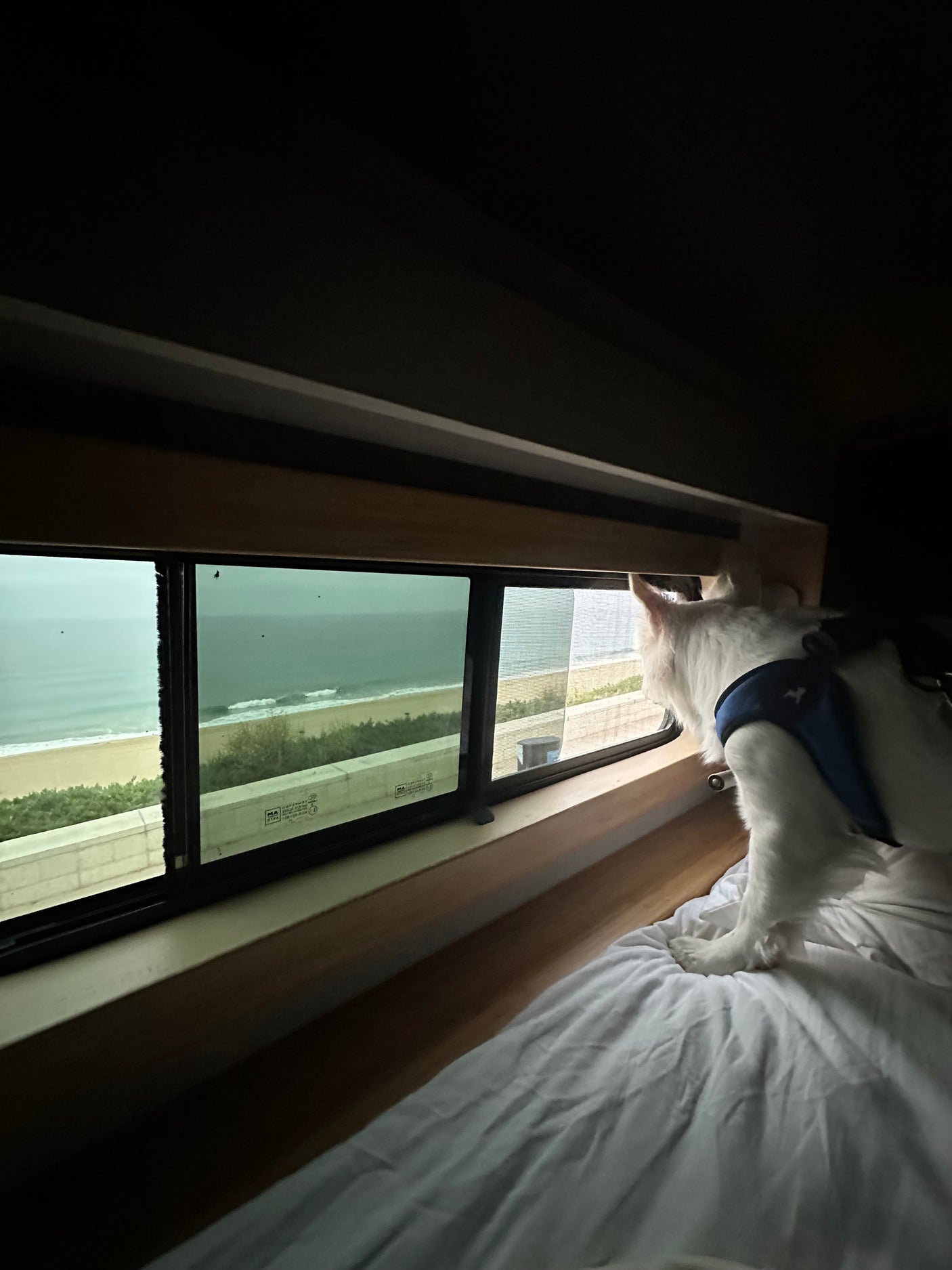 A white cat in an RV rental peers out the window at a serene beach and ocean view from its cozy bed.