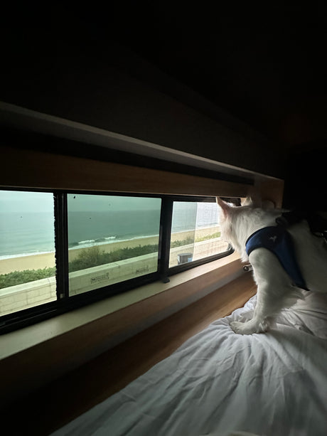 A white cat in an RV rental peers out the window at a serene beach and ocean view from its cozy bed.