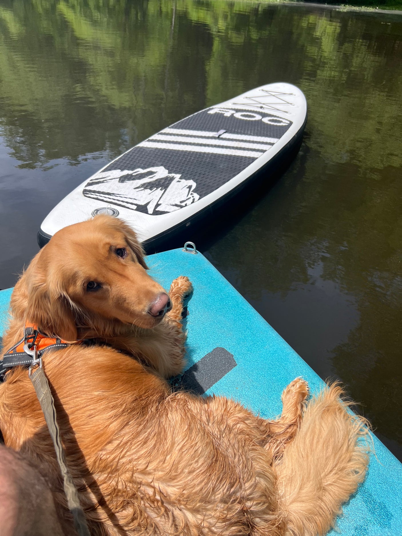 A wet golden retriever rests on a blue floating platform next to a paddleboard on the water. Enjoy pet-friendly adventures with an RV rental!