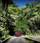 A red van, like an RV rental, drives on a winding road through dense, vibrant green tropical forest. Blue sky above.