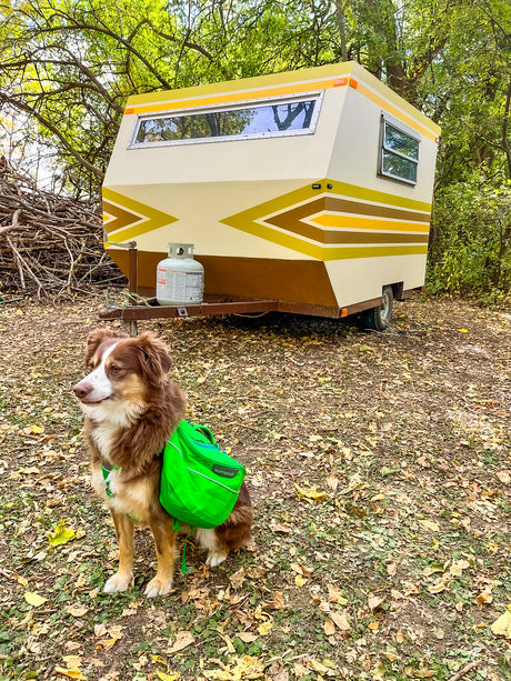 A cheerful dog in a bright green Ruffwear pack sits by a unique retro camper trailer, perfect for an RV rental getaway.