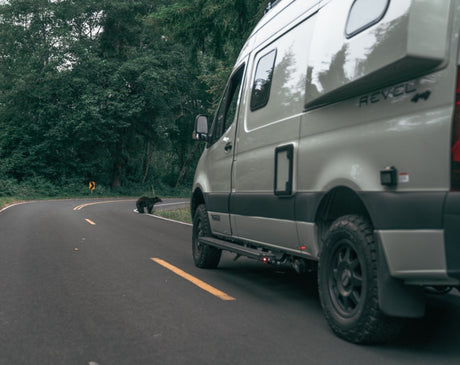 An RV rental camper van pauses on a winding road while a black bear crosses into the forest. A wild road trip adventure awaits.