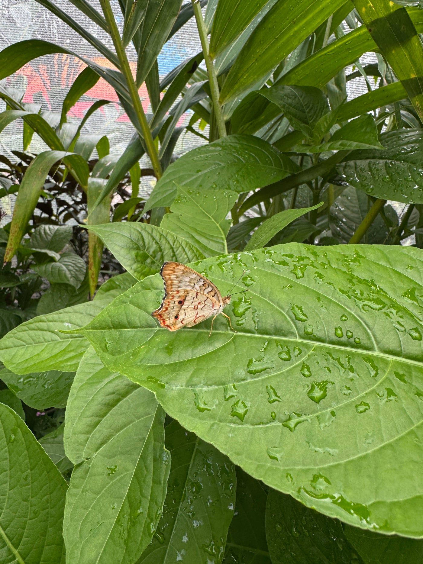A White Peacock butterfly rests on a rain-kissed leaf, a serene nature moment. Experience this peace on your **rv rental** adventure. — photo 6