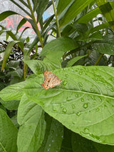 A White Peacock butterfly rests on a rain-kissed leaf, a serene nature moment. Experience this peace on your **rv rental** adventure.