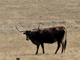 A majestic longhorn cow stands in a vast, dry field – a unique encounter on your RV rental journey through nature's beauty.