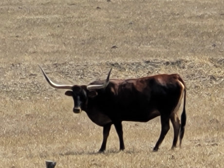 A majestic longhorn cow stands in a vast, dry field – a unique encounter on your RV rental journey through nature's beauty.