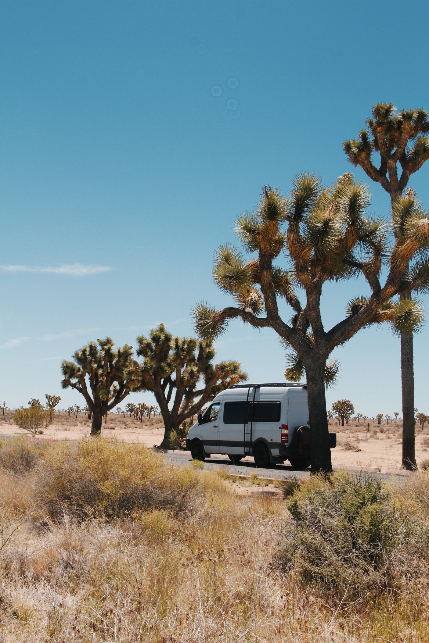 An RV rental journeys through Joshua Tree National Park, surrounded by its iconic trees and desert landscape under a clear blue sky.