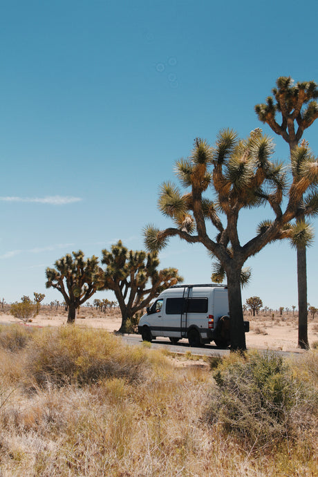 An RV rental journeys through Joshua Tree National Park, surrounded by its iconic trees and desert landscape under a clear blue sky.