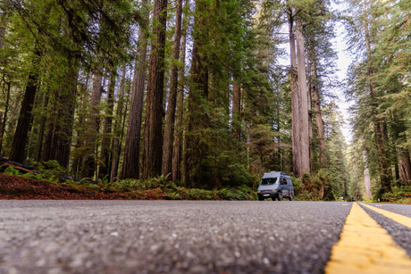 Majestic redwoods line a scenic road with an RV rental parked. Explore nature's giants on your next road trip adventure.