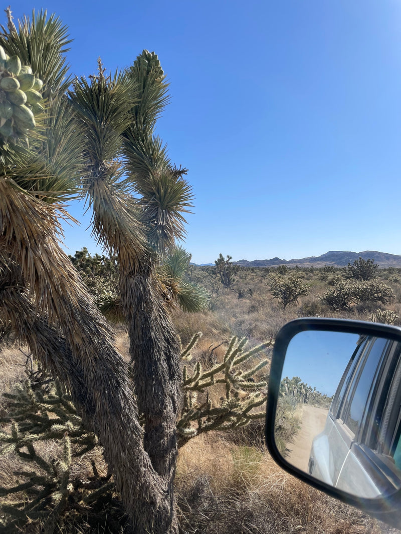 RV rental trip through a desert of Joshua trees and cholla cacti, seen from a vehicle's side mirror on a dirt road. — photo 8