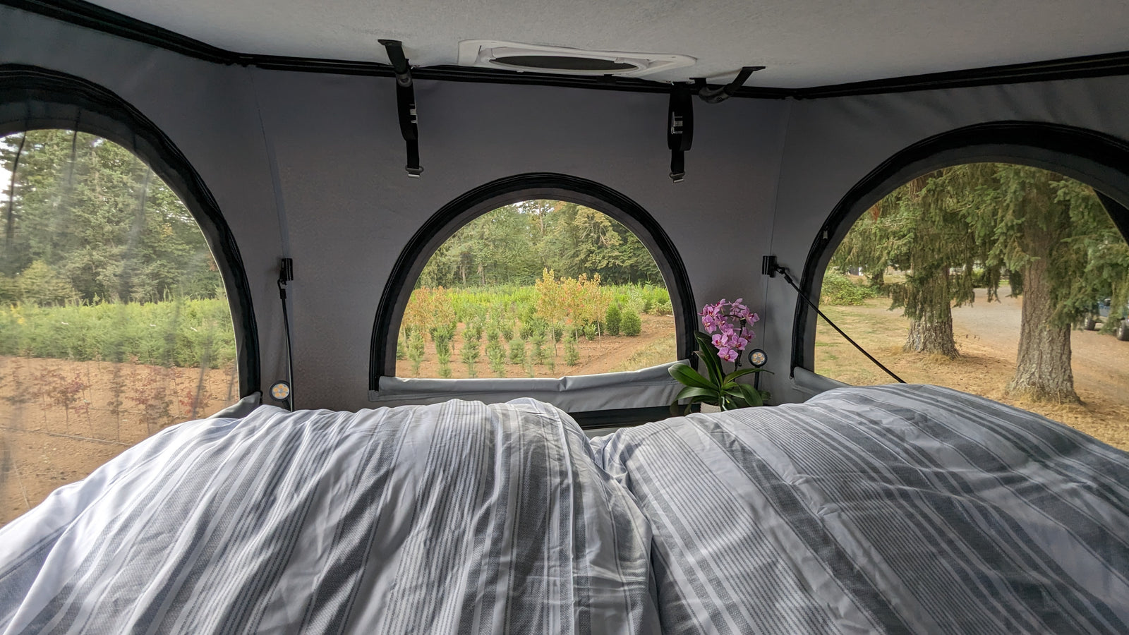 Cozy RV rental interior with striped bed, orchid plant, and nature views through arched windows. Perfect for camping!