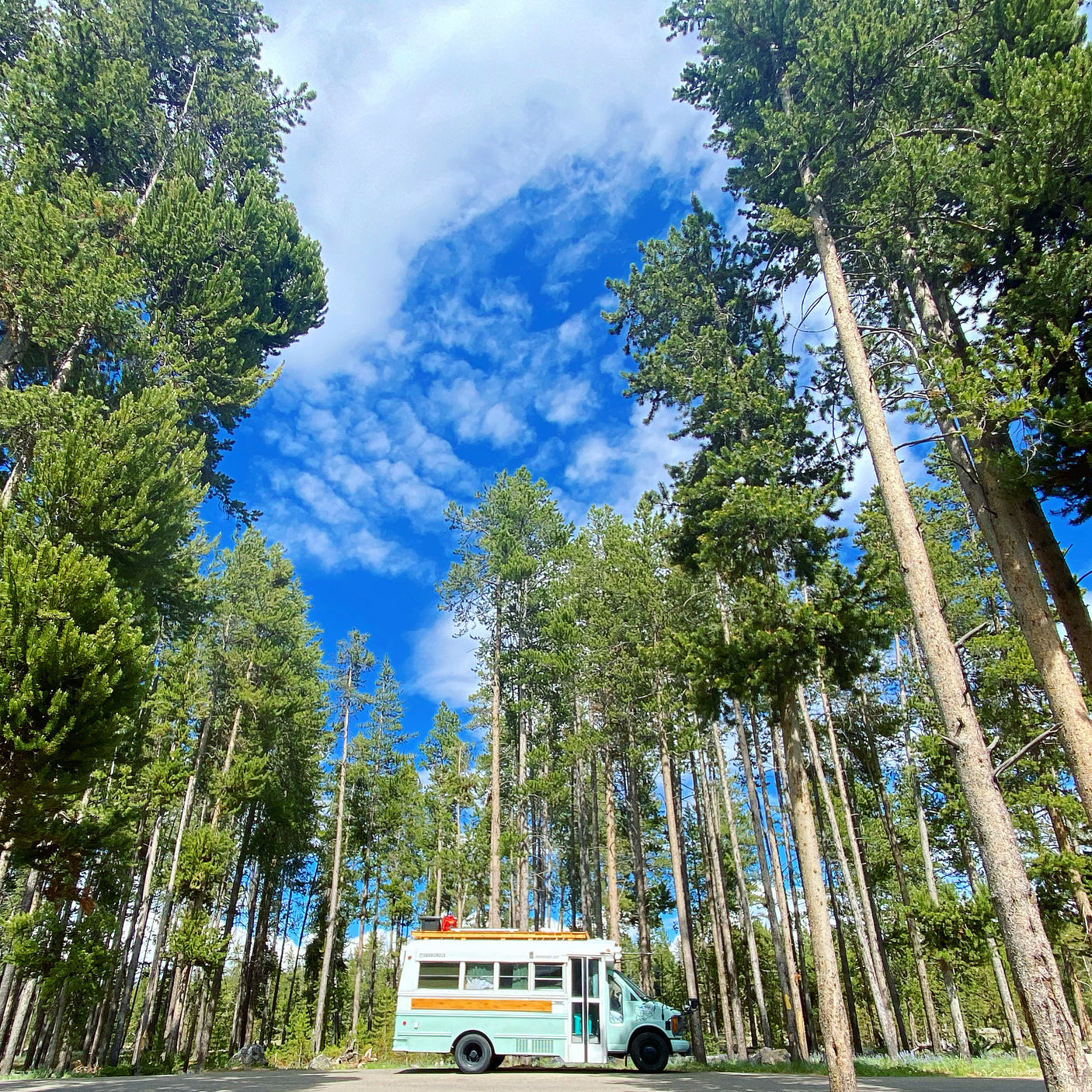 Skoolie RV rental amidst towering pine trees under a vibrant blue sky. Perfect for nature-filled road trips and camping.