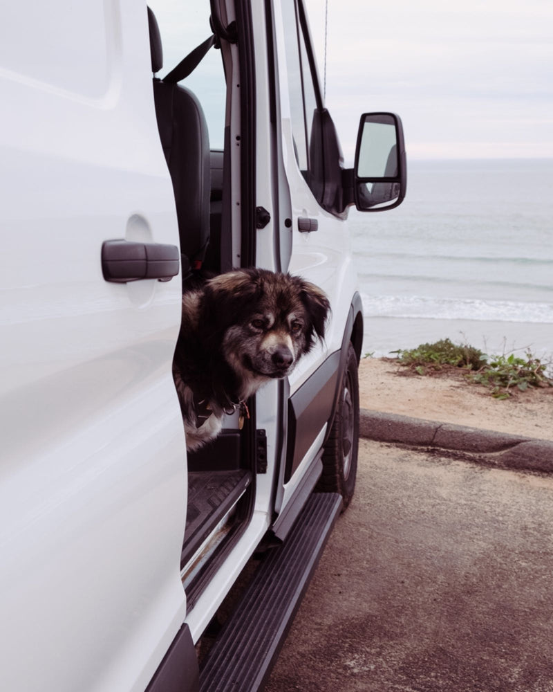 A fluffy dog peeks from an RV rental van door, parked roadside with the serene ocean and beach in the background. — photo 7