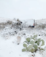A white RV rental van nestled among snow-covered desert bushes and cacti on a snowy day.