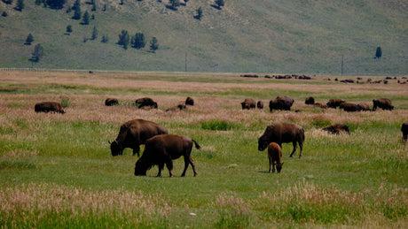 RV rental adventure: Witness a herd of bison, including calves, grazing in an expansive grassy field framed by distant hills.