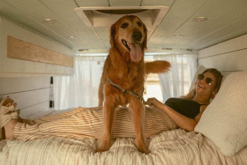 Happy dog & smiling woman relax on a cozy bed in an RV rental, enjoying pet-friendly travel. — photo 2