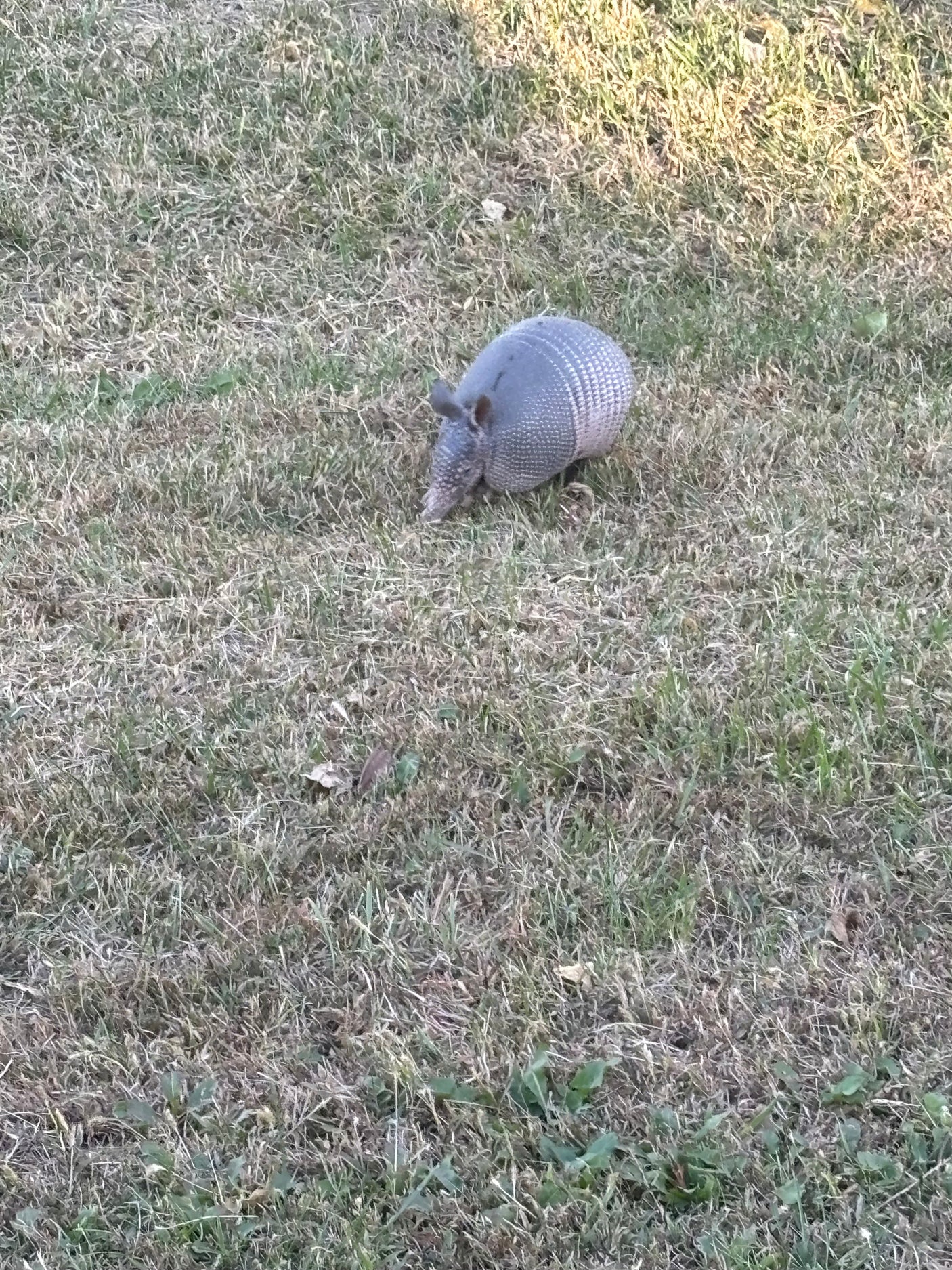 An armadillo ambles across patchy grass. Discover nature's wonders on an RV rental getaway.