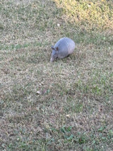 An armadillo ambles across patchy grass. Discover nature's wonders on an RV rental getaway.
