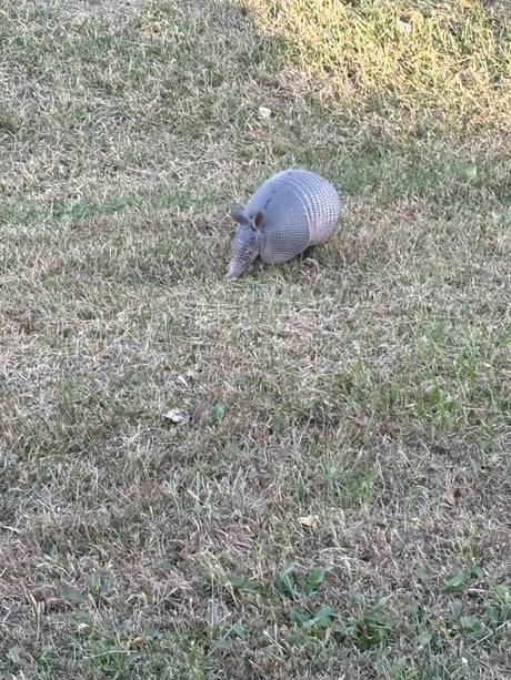 An armadillo ambles across patchy grass. Discover nature's wonders on an RV rental getaway.