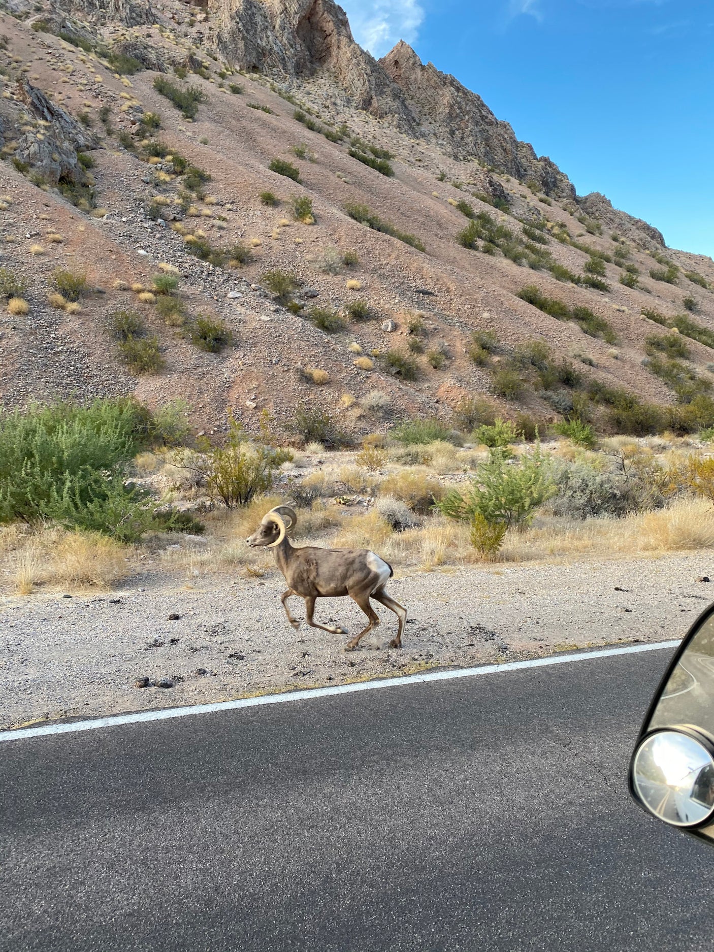 A bighorn ram sprints past an RV rental on a scenic desert road, framed by rugged mountains.