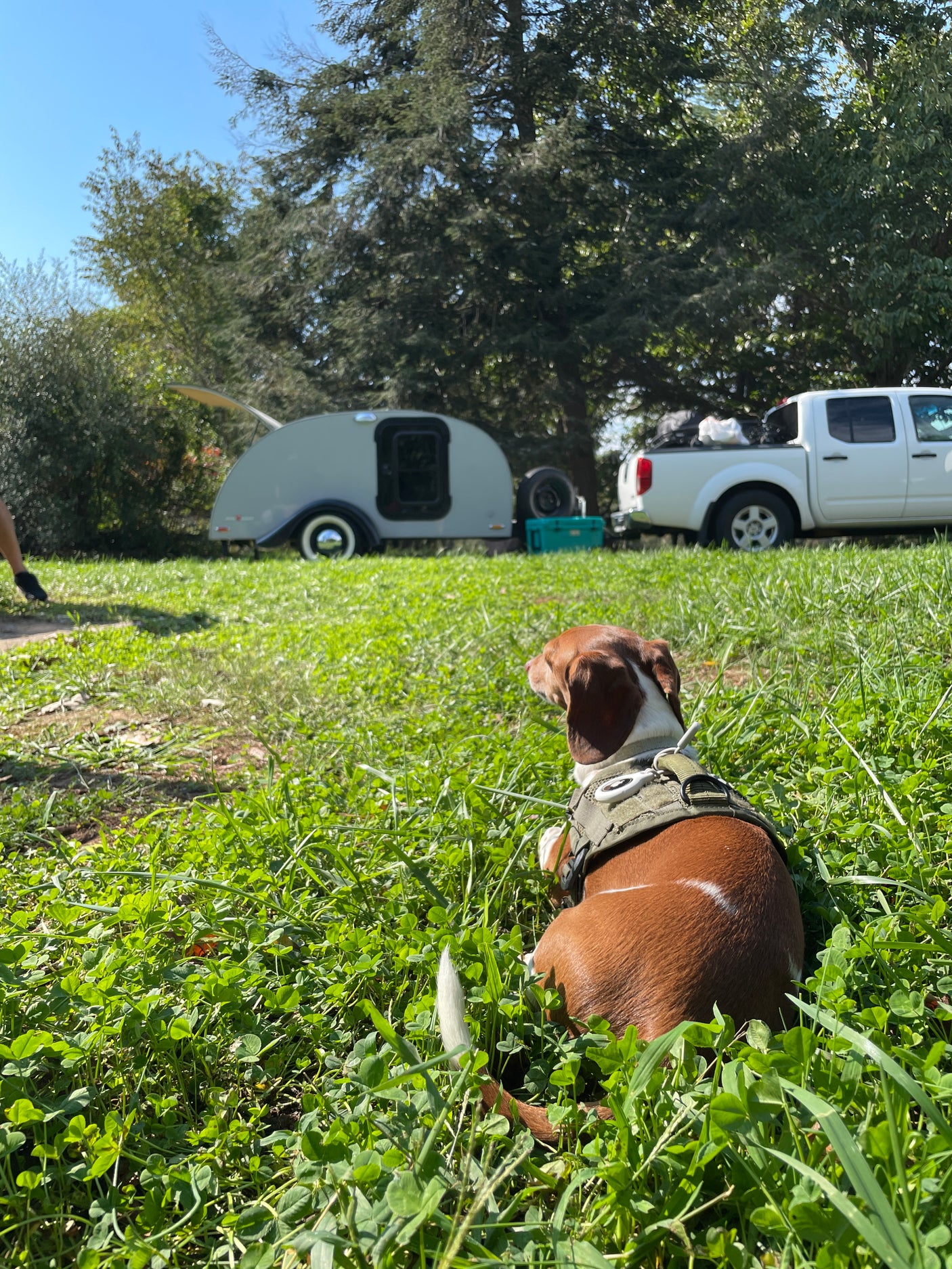 A brown and white dog in a harness sits in green clover, looking at a grey teardrop **RV rental** and white pickup truck.