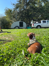 A brown and white dog in a harness sits in green clover, looking at a grey teardrop **RV rental** and white pickup truck.