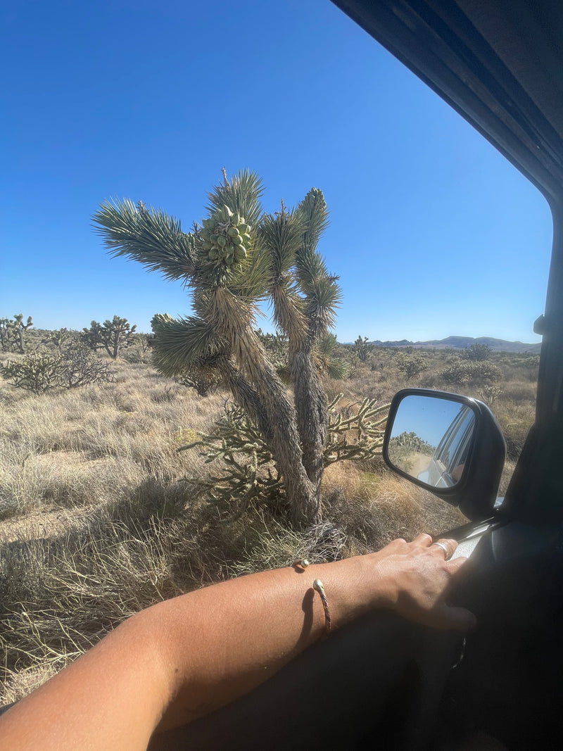 View from an RV rental: Desert scene with a striking Joshua tree, dry grass, and distant mountains under a clear blue sky. — photo 11