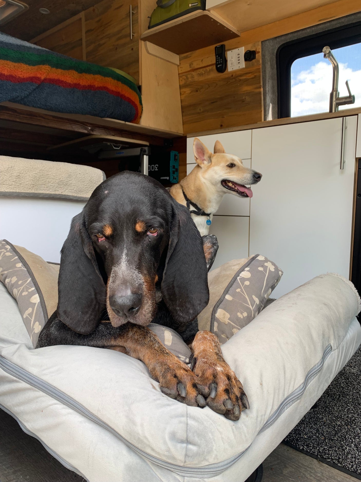 A black hound and tan dog relax comfortably in an RV rental, enjoying their cozy travel space.
