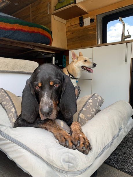A black hound and tan dog relax comfortably in an RV rental, enjoying their cozy travel space.