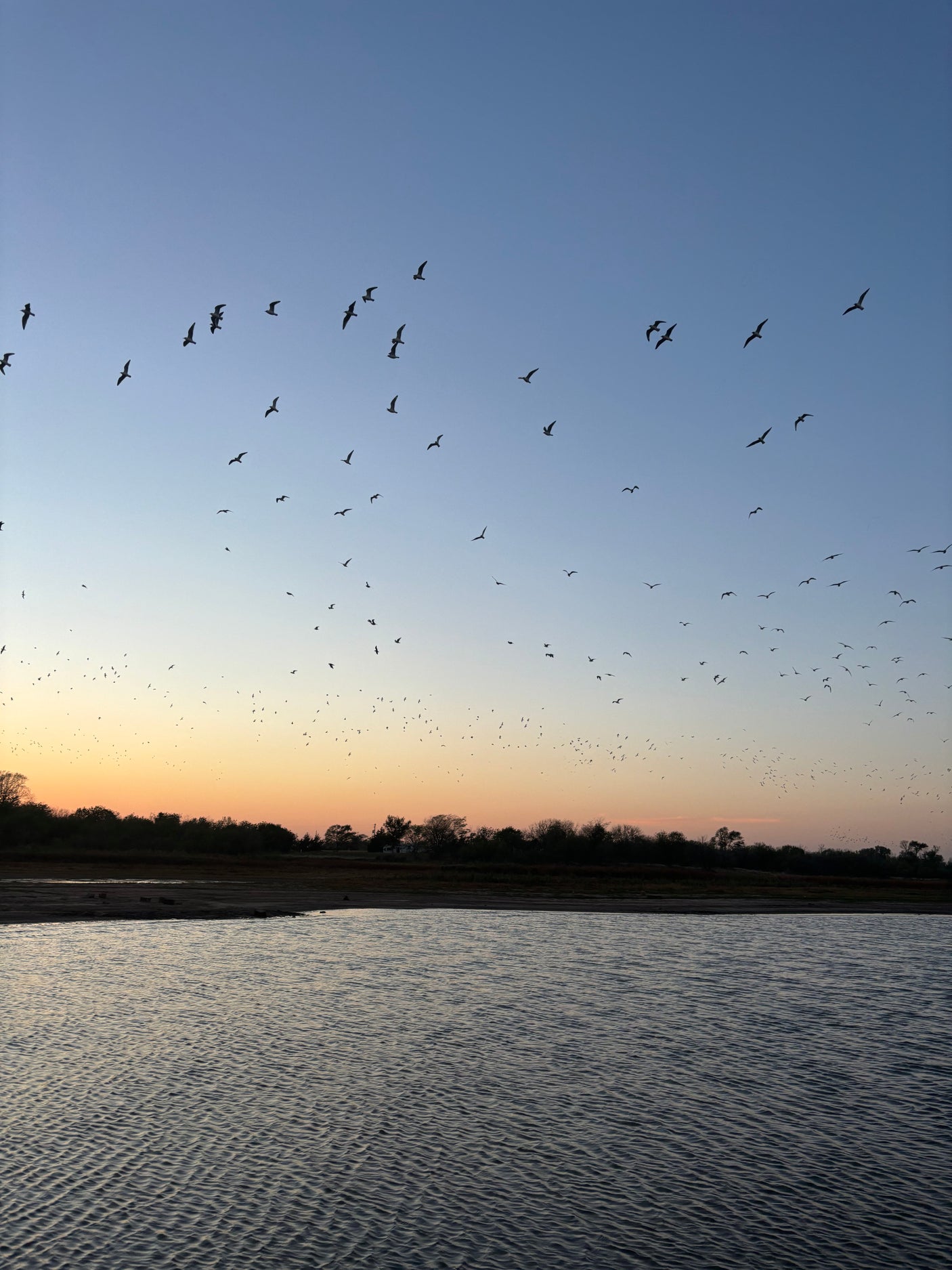 A flock of birds soaring at sunset over a lake, with an RV rental visible near the shore. Perfect for tranquil nature.