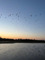 A flock of birds soaring at sunset over a lake, with an RV rental visible near the shore. Perfect for tranquil nature.