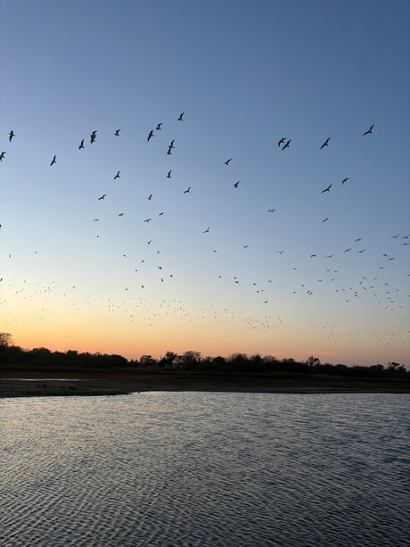 A flock of birds soaring at sunset over a lake, with an RV rental visible near the shore. Perfect for tranquil nature.