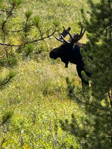 Majestic moose with antlers visible through pine trees in a sunny field. Perfect wildlife sighting on your RV rental adventure!