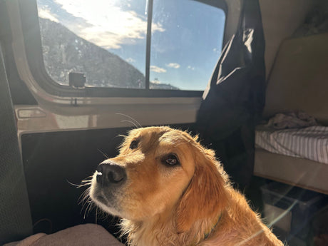 A golden retriever pup enjoys sunny mountain views from an RV rental's window, bathed in sunlight. Ready for adventure!