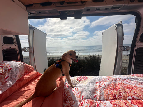 A happy light-brown dog on a patterned bed inside an RV rental, looking out at a sunny beach & ocean view.