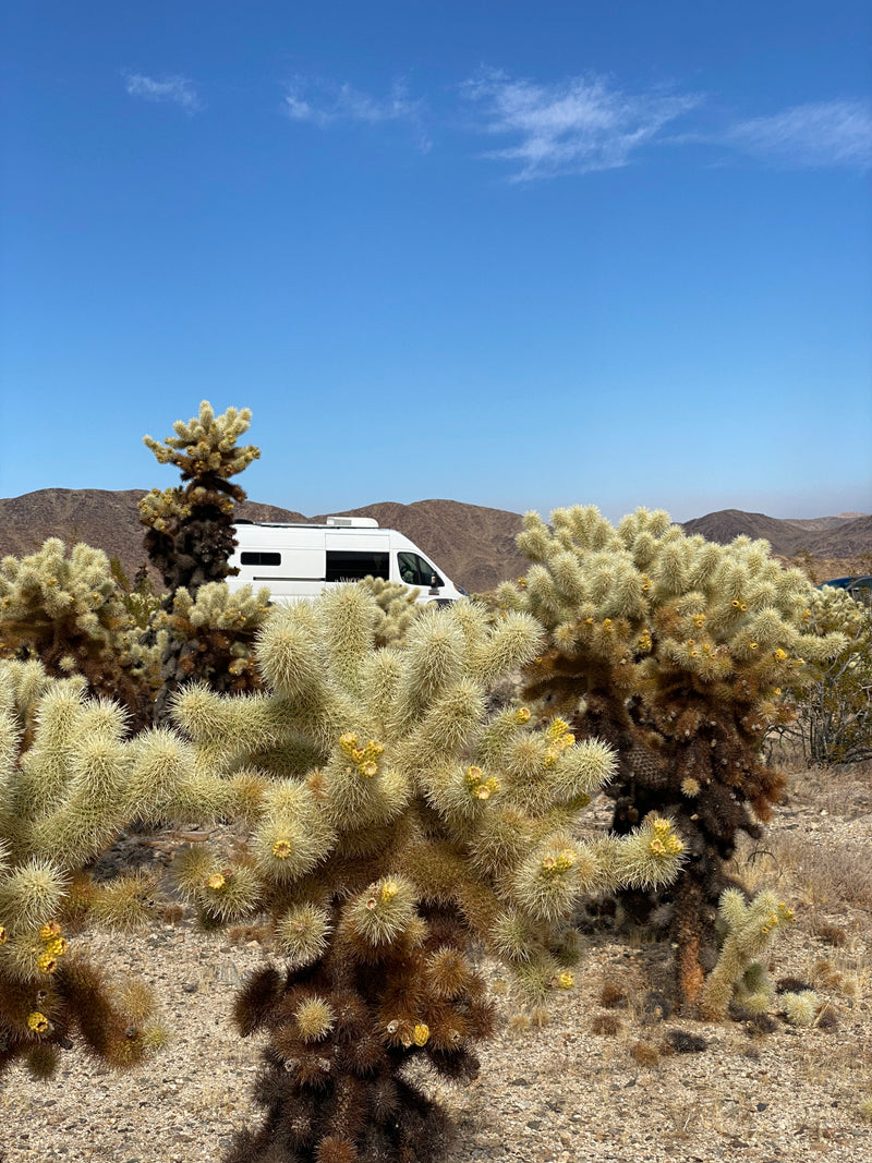 An RV rental is parked among spiky cholla cacti in a bright desert scene, with mountains under a clear blue sky. Ideal for nature exploration. — photo 18