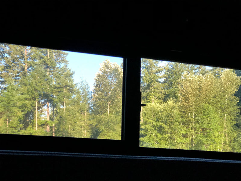 View from an RV rental: a lush forest with diverse green trees under a clear blue sky, framed by a dark window. — photo 9