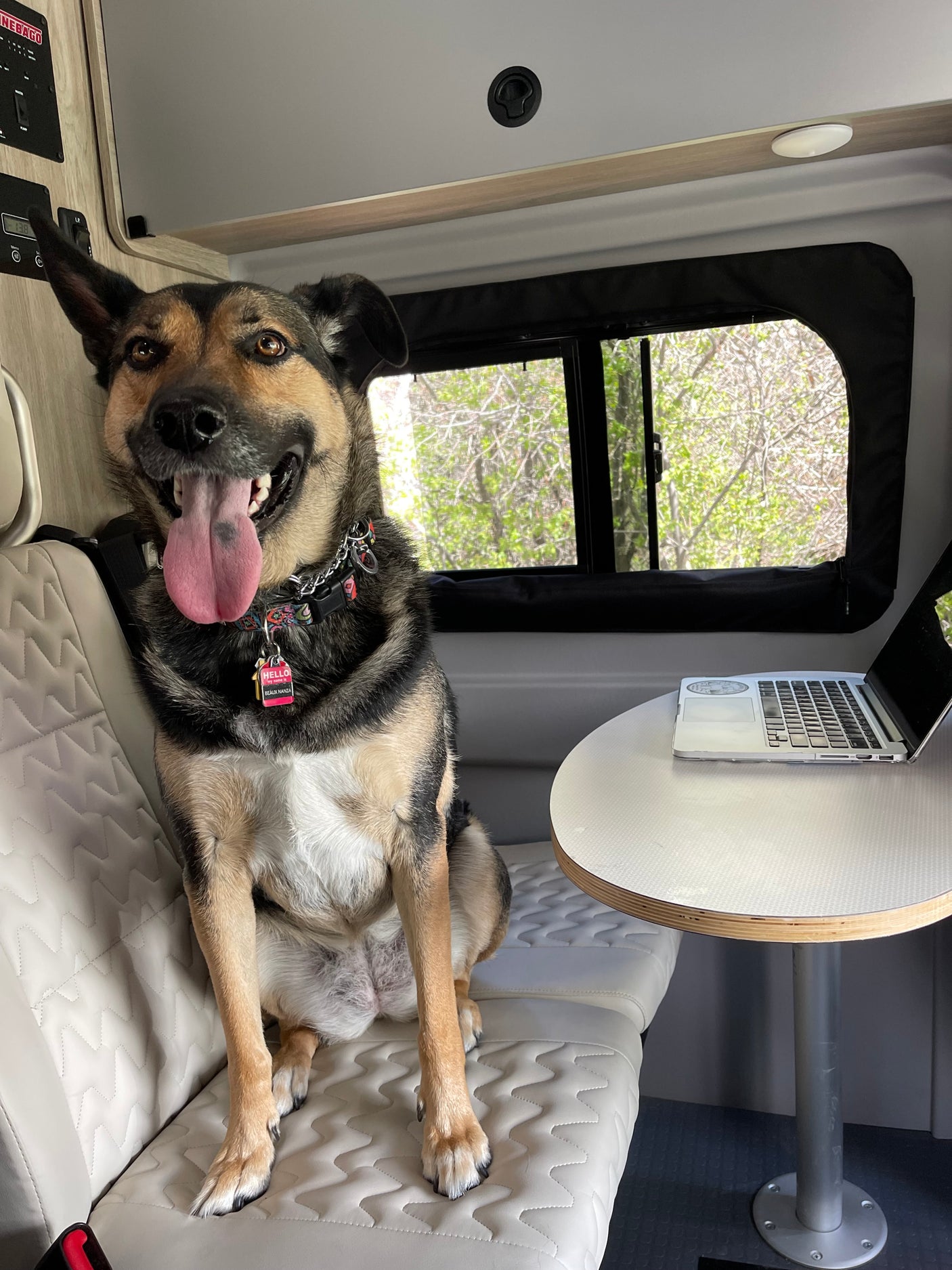 Happy dog enjoying an RV rental! This furry companion is sitting inside a camper next to a table with a laptop, enjoying the view.
