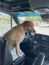 A large, happy dog in the driver's seat of a Mercedes-Benz RV rental van, panting and looking out.