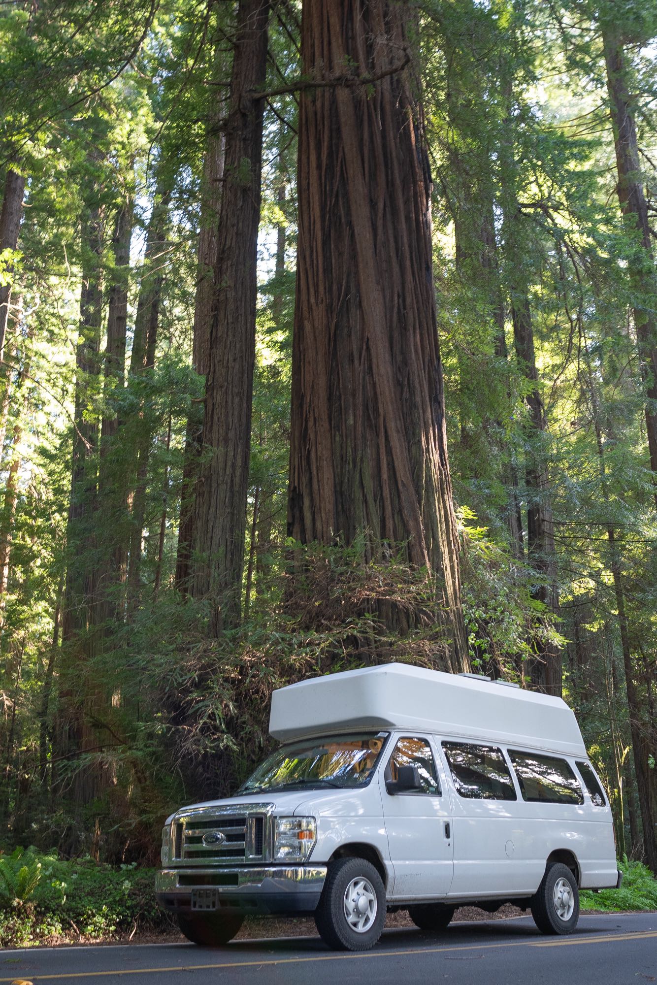White RV rental parked amidst towering redwood trees, highlighting nature travel in a majestic forest setting.
