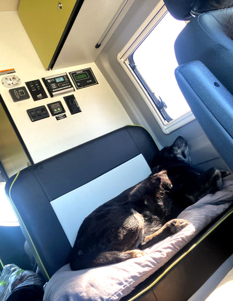 A dog sleeps soundly on a comfy bed inside an RV rental, showing the interior control panel and bright window.