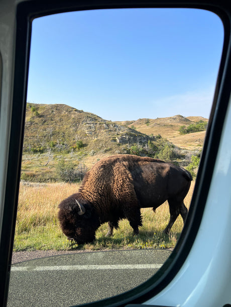 Stunning RV rental view: A large bison grazes roadside amidst arid hills & blue sky. Perfect for a wildlife drive.