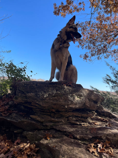 A German Shepherd dog sits on a rocky perch, silhouetted against a bright blue sky. Imagine this view from your RV rental.