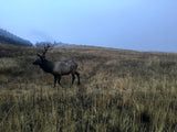 An elk walks in a misty field with rolling hills, a perfect sight for an RV rental getaway.