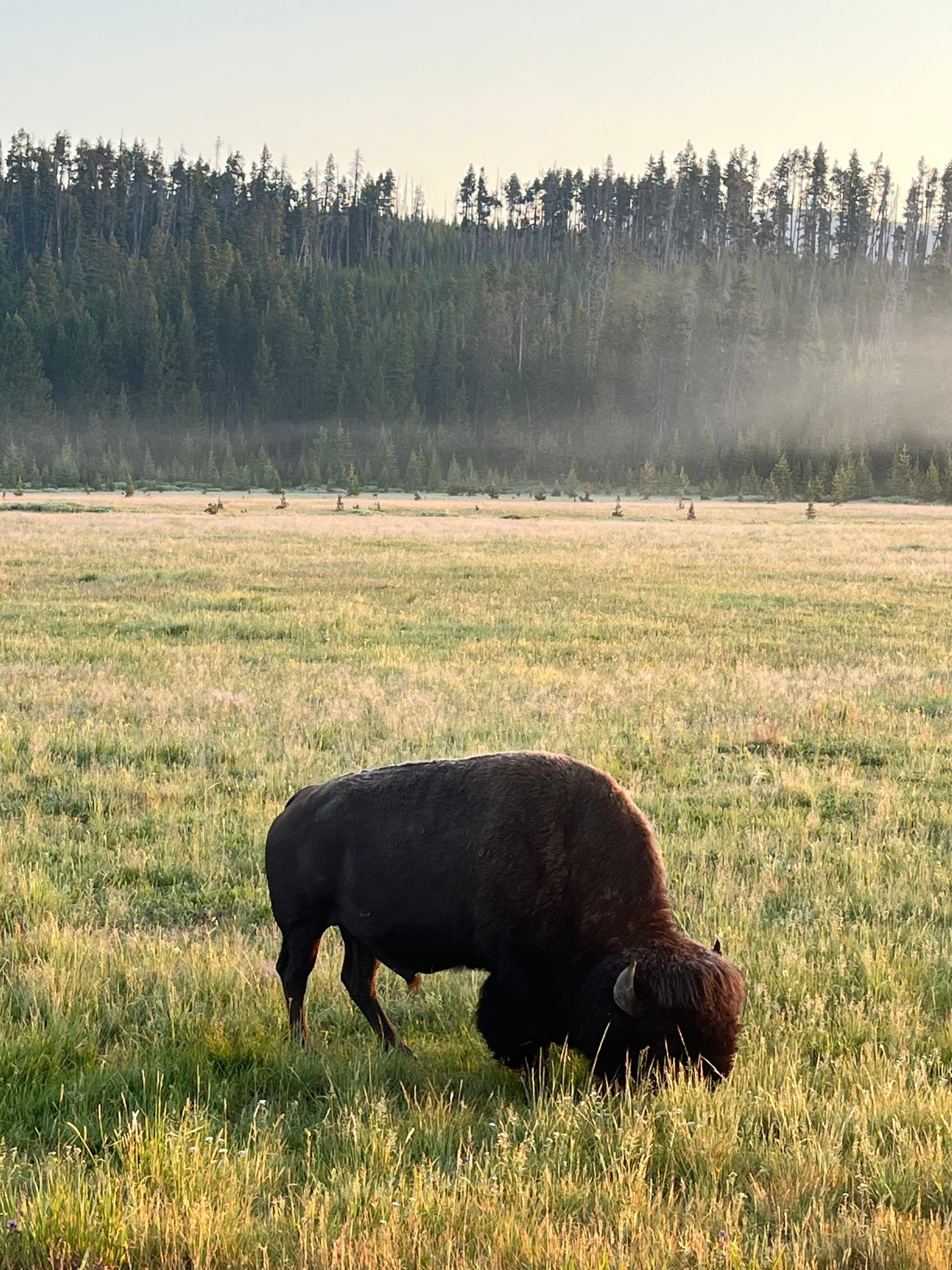Sunrise grazing: A majestic bison in a misty meadow with forests, perfect for RV rental adventures.