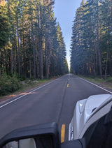 An RV rental provides a driver's perspective of a road trip through a peaceful, sun-dappled pine forest.
